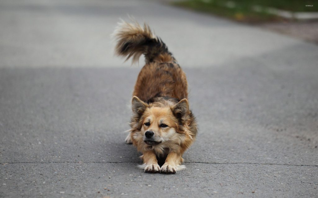 Exploring The Reasons Behind Why Do Dogs Rub Their Face Pet Expert Advice