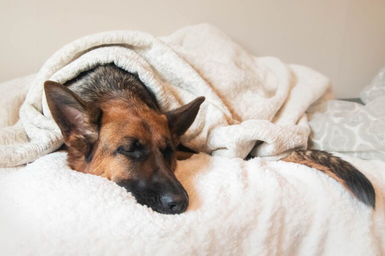 common-side-effects-of-trazodone-in-dogs-pet-expert-advice