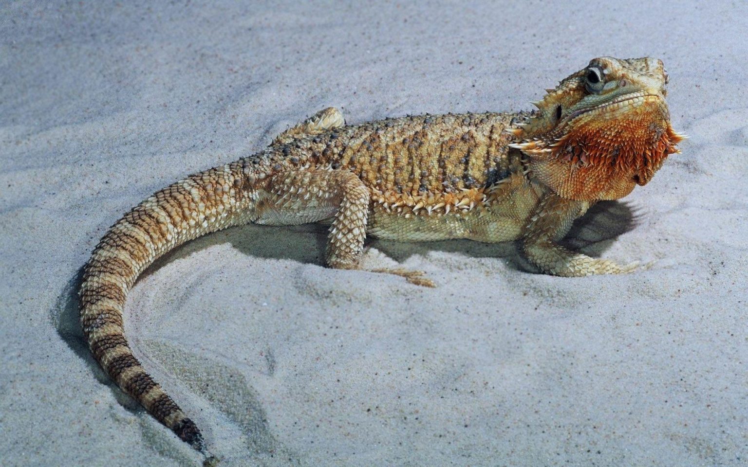 Can Bearded Dragons Eat Dead Crickets? A Guide To Feeding Your Pet