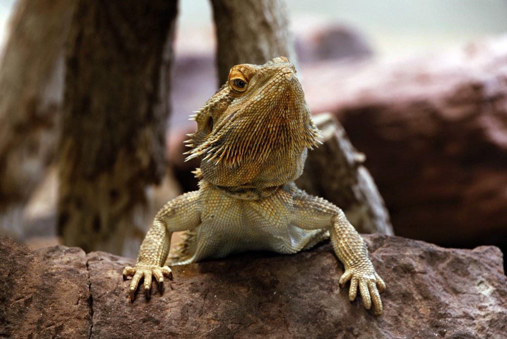 Can Bearded Dragons Eat Mandarin Oranges? Exploring The Benefits And
